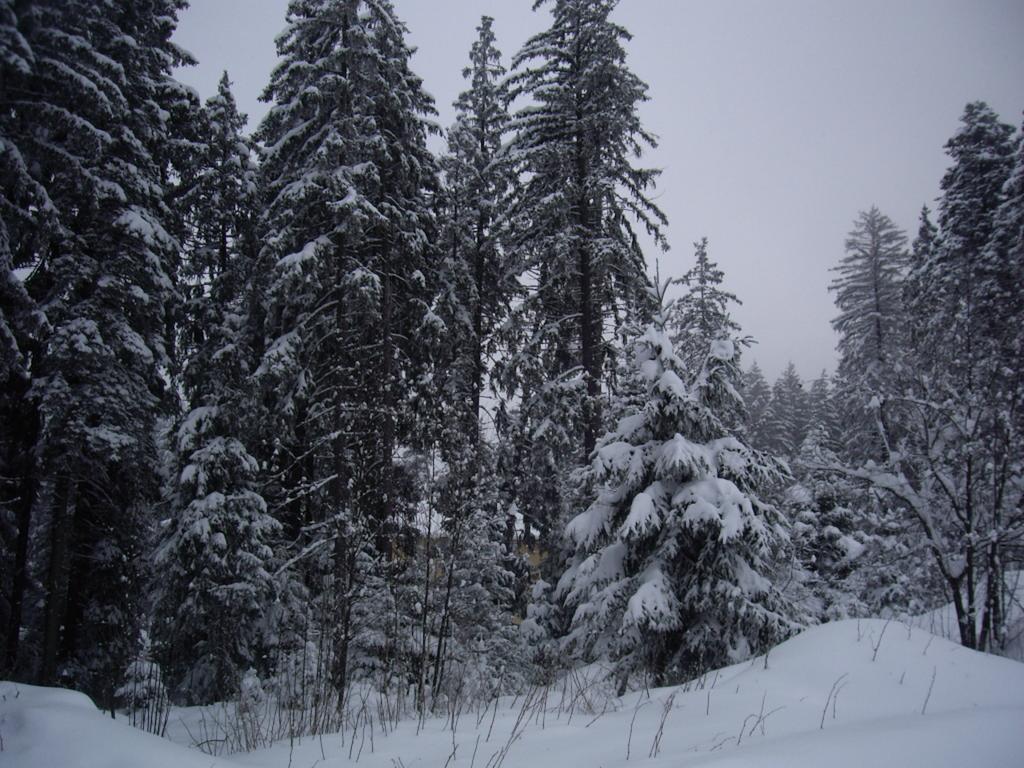 Villa Ibar Borovets Exterior foto